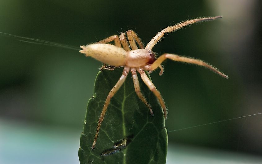 A yellow sac spider on a leaf tip