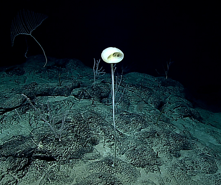 The ET Sponge underwater in the Pacific Ocean.