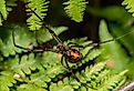 Black Widow Spider, Latrodectus mactans.