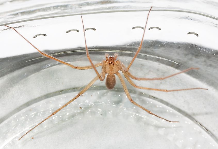 The desert recluse spider of Arizona.