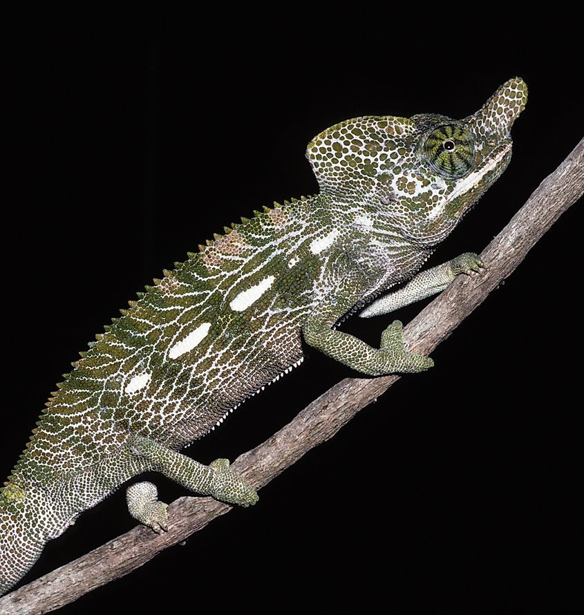 Labord's chameleon. In Wikipedia. https://en.wikipedia.org/wiki/Labord%27s_chameleon By Christopher Raxworthy - National Science Foundation [1], Public Domain, https://commons.wikimedia.org/w/index.php?curid=9531941