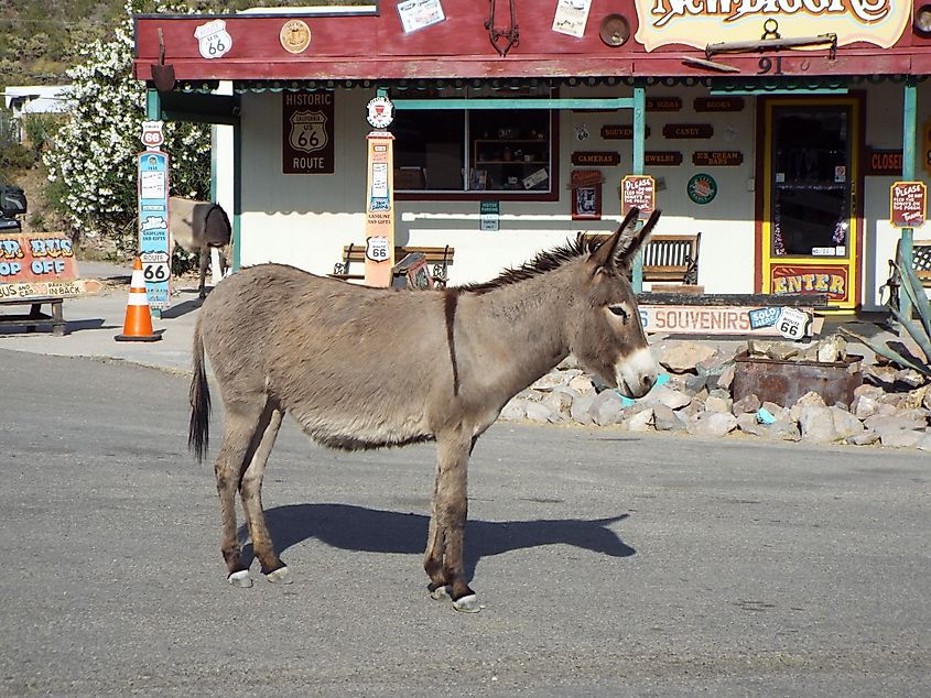 Oatman, Arizona.