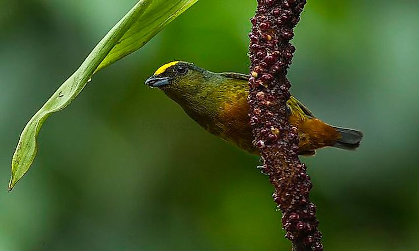 Olive-backed Euphonia​