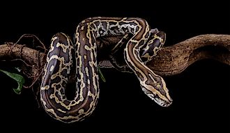 Python molurus bivittatus isolated on black background, Burmese python snake on branch. 