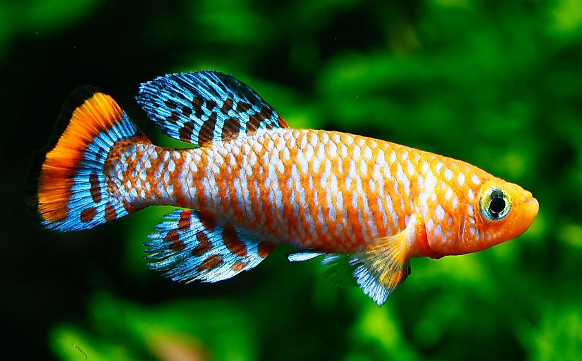 Killifish from Africa.