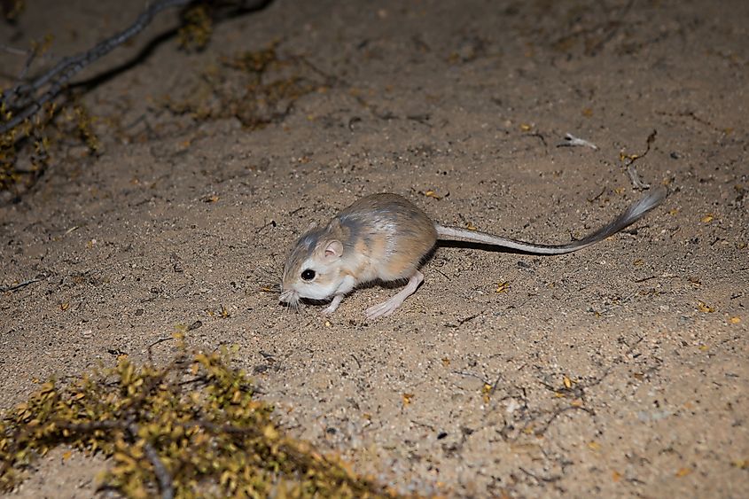 Kangaroo rat in desert sand.