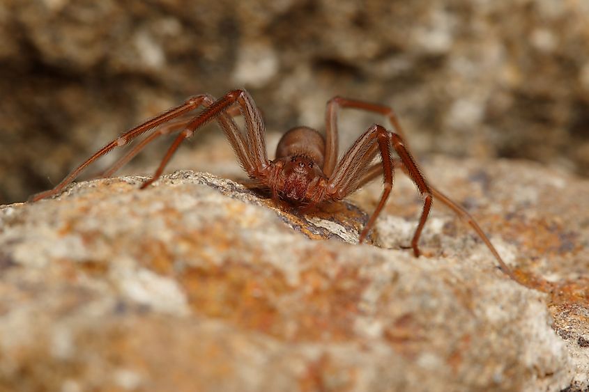 A spider of the Loxosceles genus.