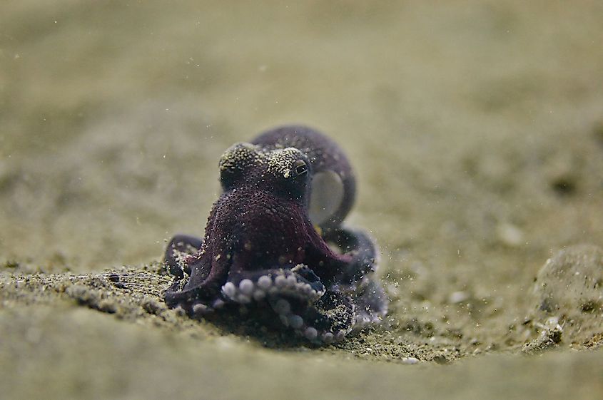 Pygmy octopus on sand.