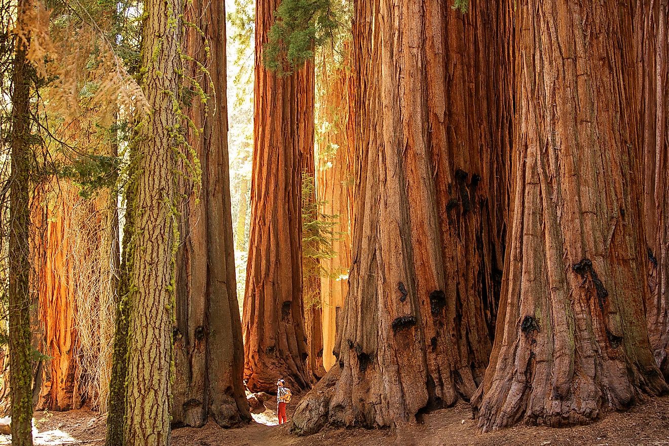 Giant sequoia trees in the Mariposa Grove.