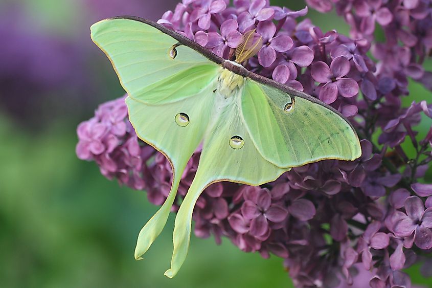 Luna moth on lilac.