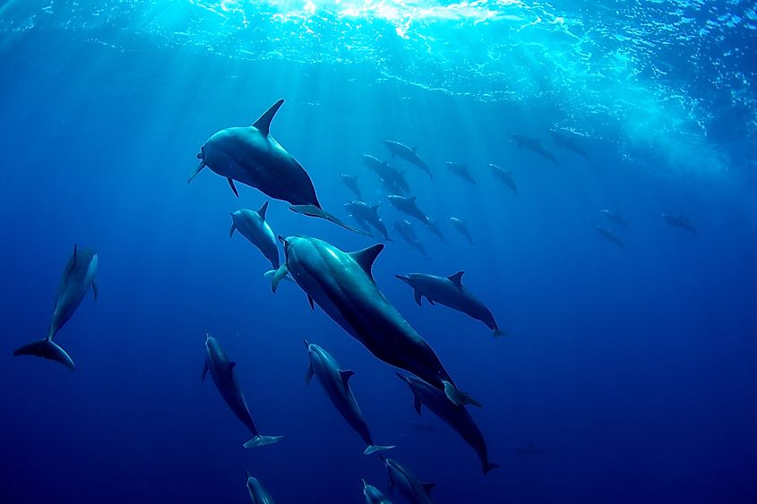 Marine life in Indian Ocean