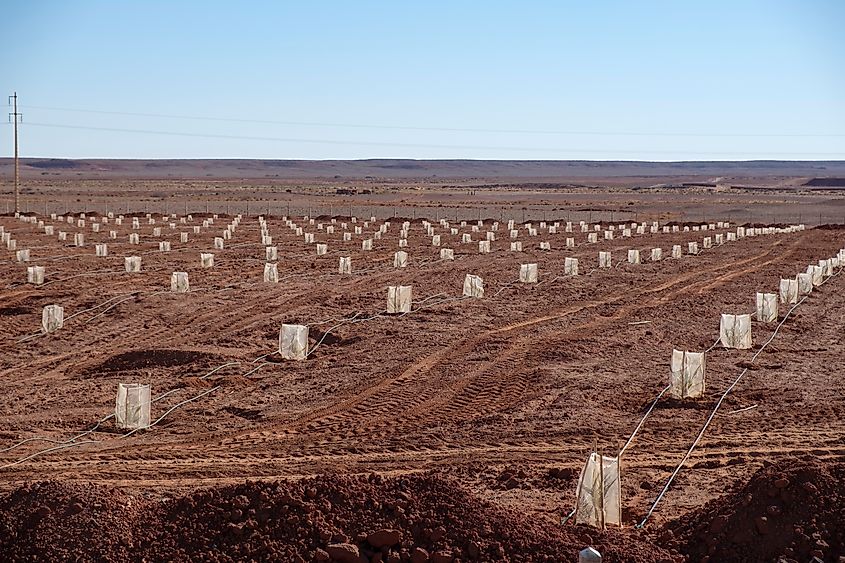 Reforestation program in the Moroccan desert, focusing on planting native trees and vegetation to combat desertification and restore the landscape.