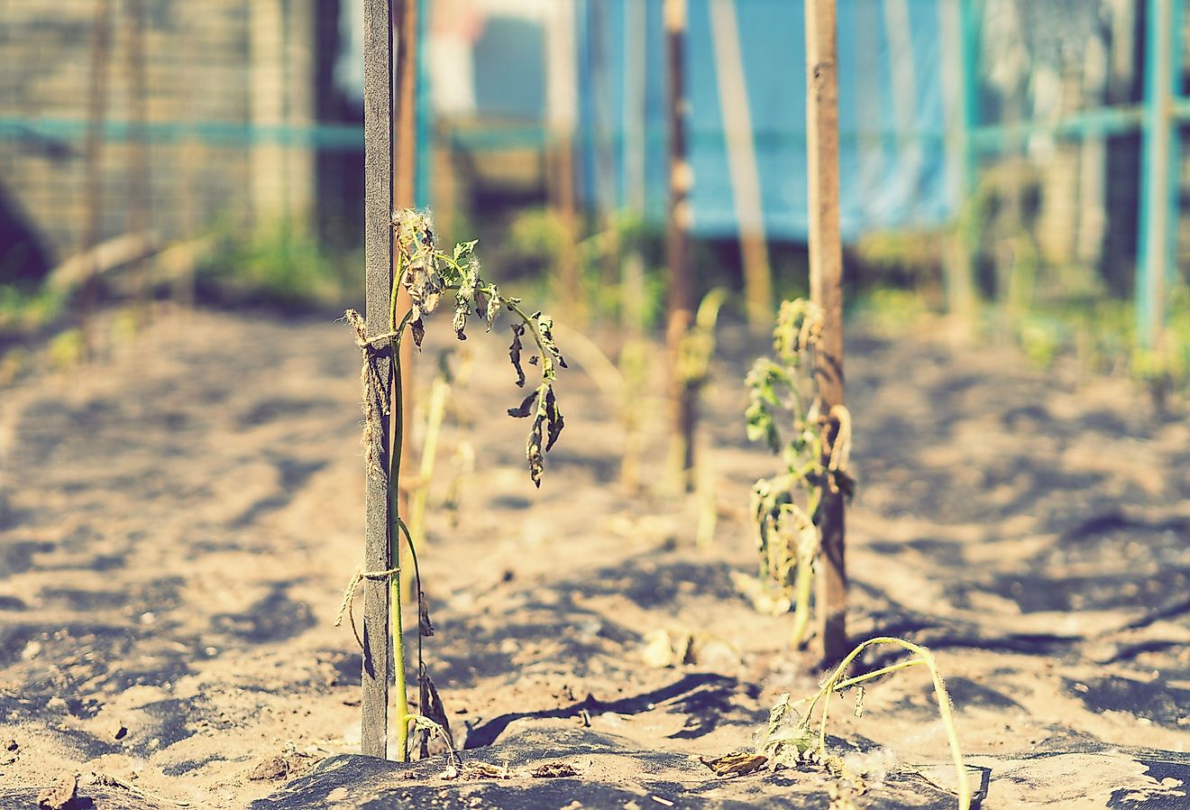 The dried bush of a tomato which withered from lack of water - world drought. Image credit Petrychenko Anton via Shutterstock. 