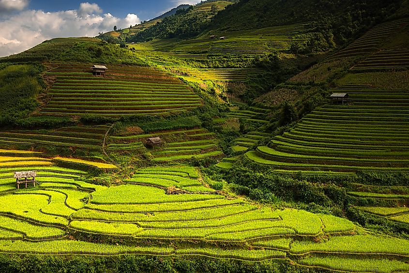 Rice terraces of the Philippines.