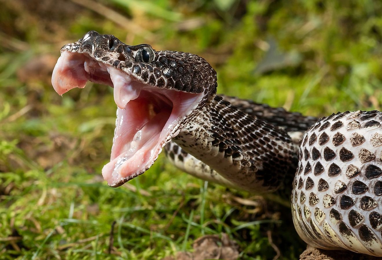 View of a Timber Rattlesnake with his jaw open.