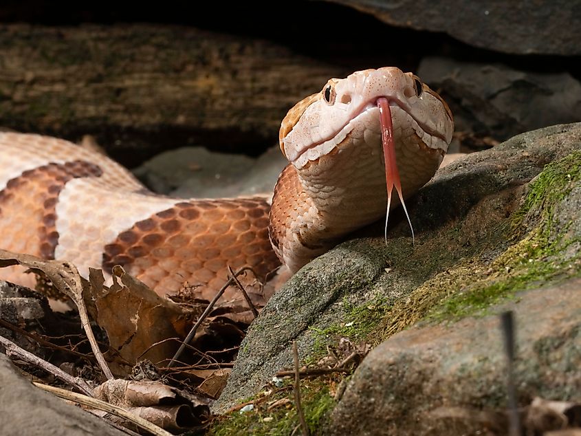 A southern copperhead snake.