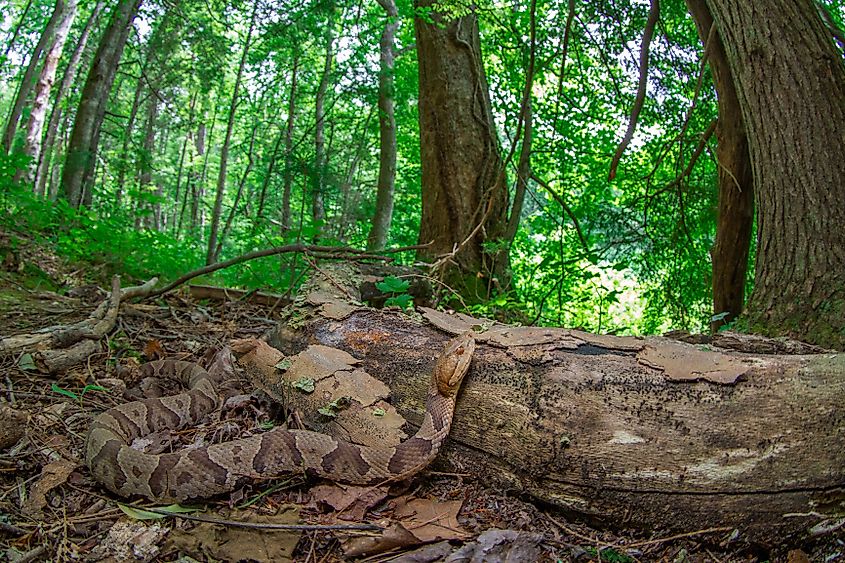 A northern copperhead snake