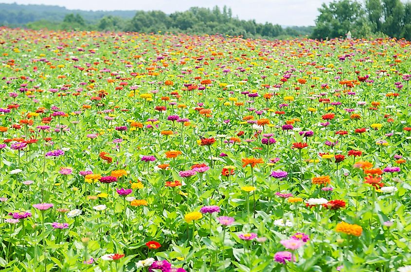 Field of Zinnias in Cobden, Illinois.