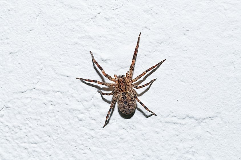 Big hairy Hobo spider on a white wall