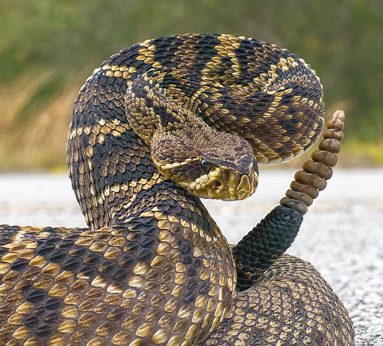 Eastern Diamondback Rattlesnake - Crotalus Adamanteus