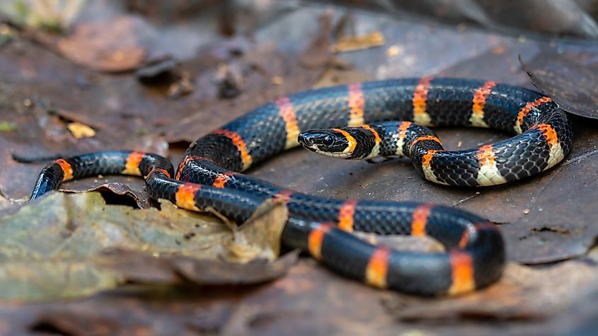 An eastern coral snake moving amid the leaf litter.