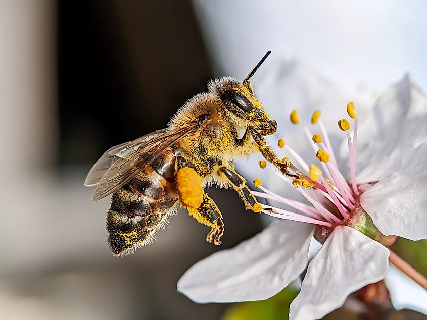 Spring, bee and flower, worker bee.