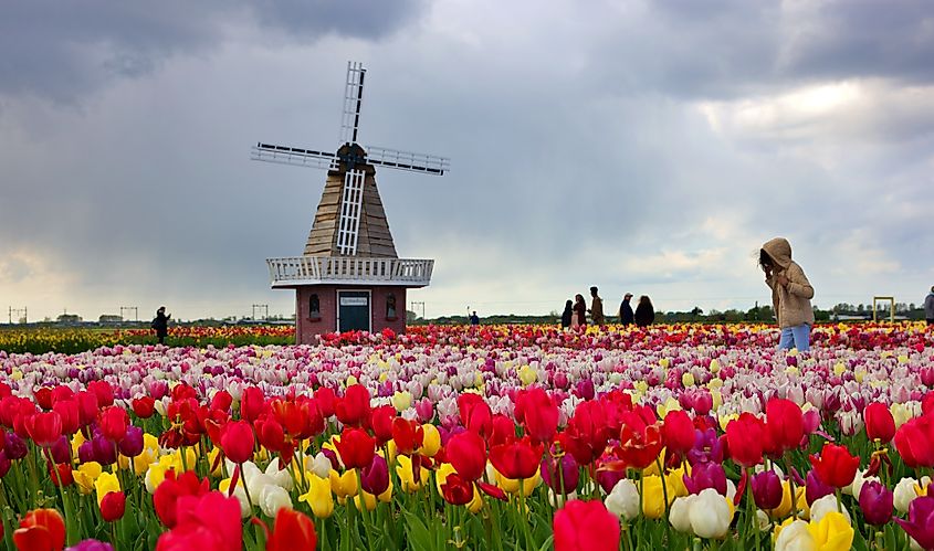 The famous tulips grown in the Netherlands. Image credit Focal Length-Frenweh via Shutterstock.