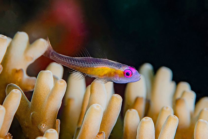 Pink eye pygmy goby and coral.