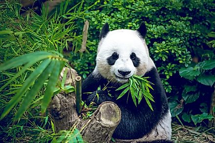 National Animal of The People's Republic of China - Giant Panda