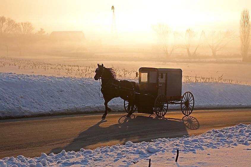 Amish carriage in morning fog, Lancaster County, Pennsylvania