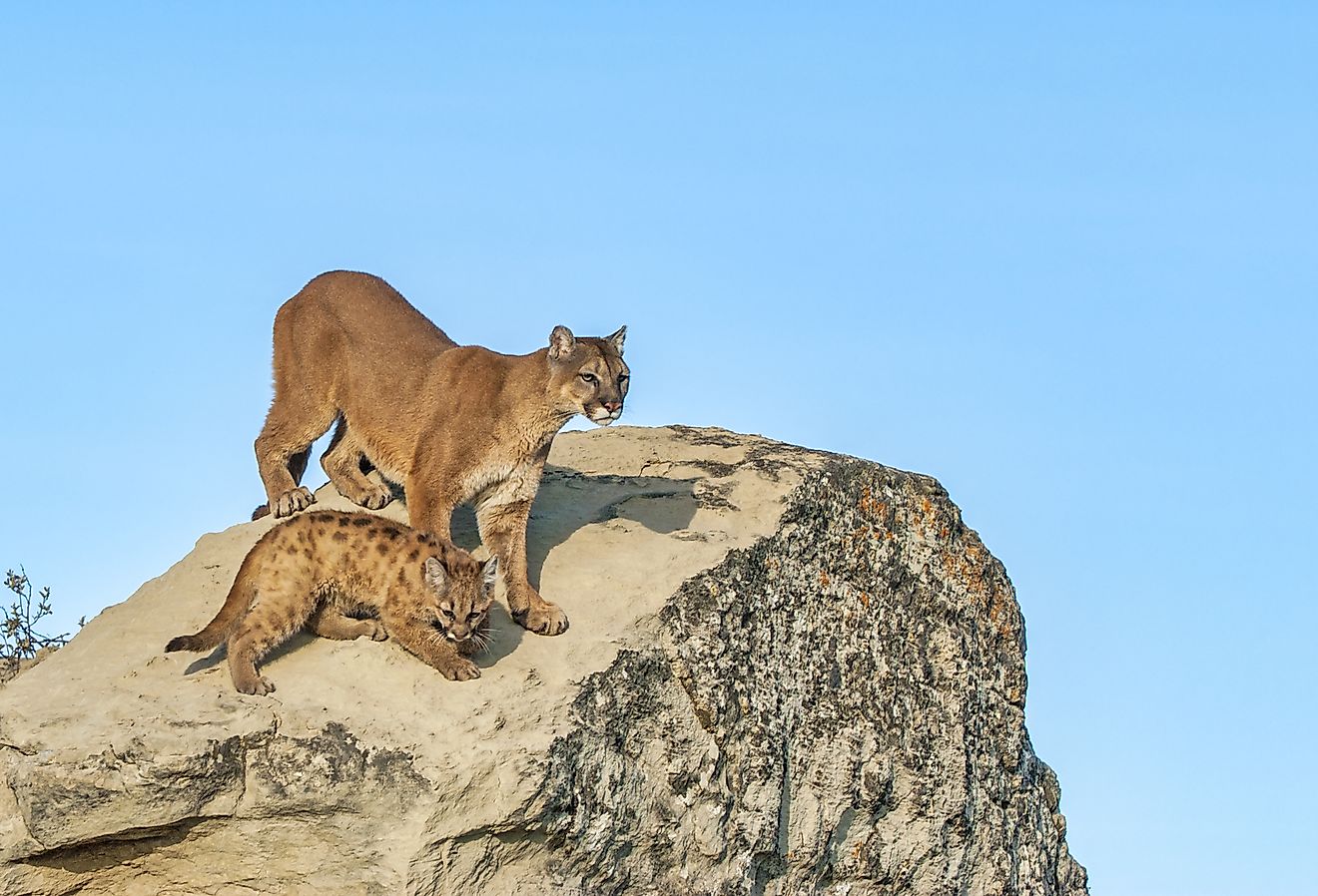 Puma with cub in North Dakota.